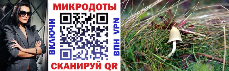 Галлюциногенные грибы Psilocybe  Куровское 